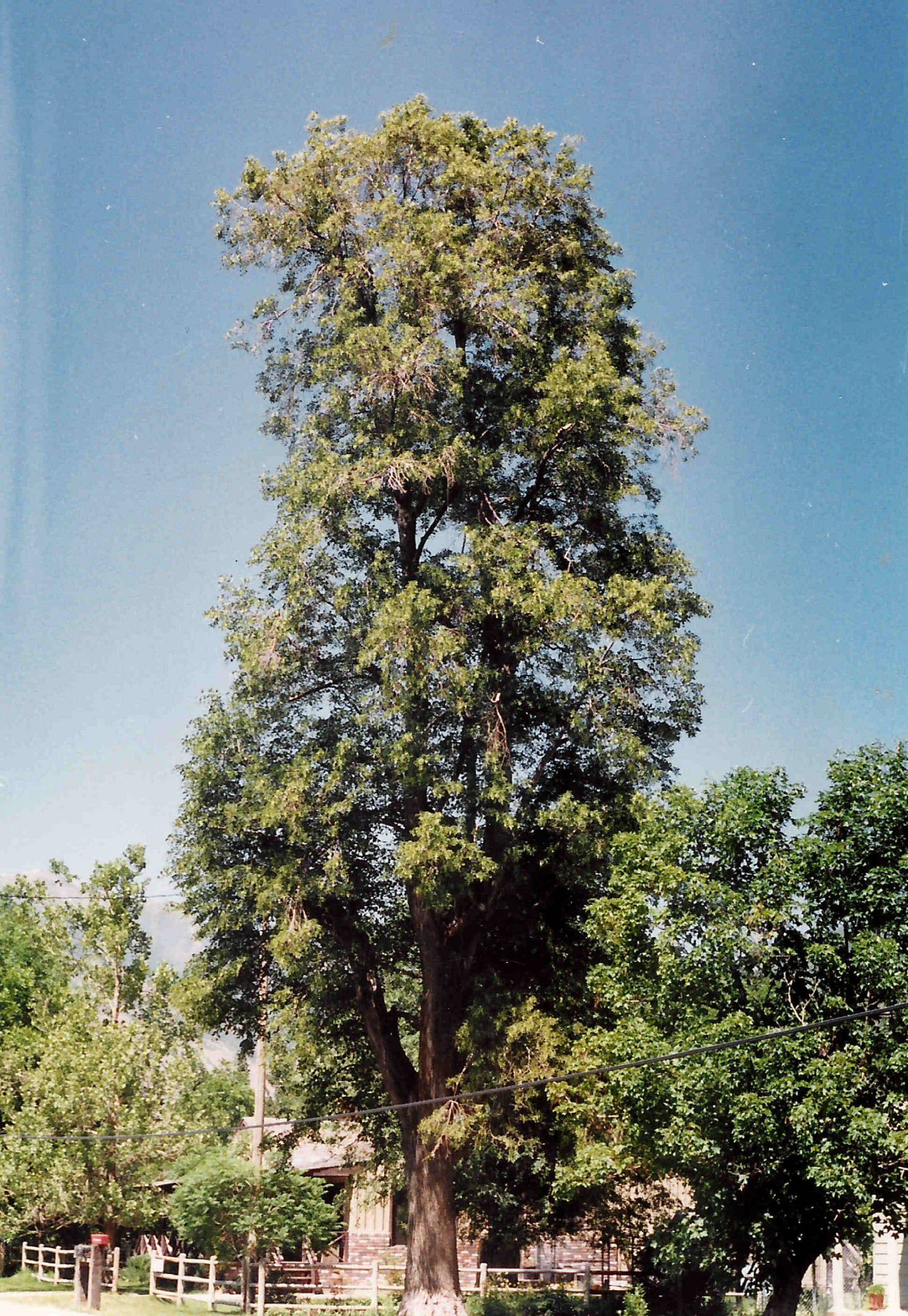 edwins lindon tree